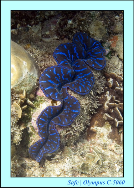 2006 - 07 - Perhentian - Plongee 175